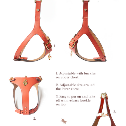 Noble Harness - Corallo