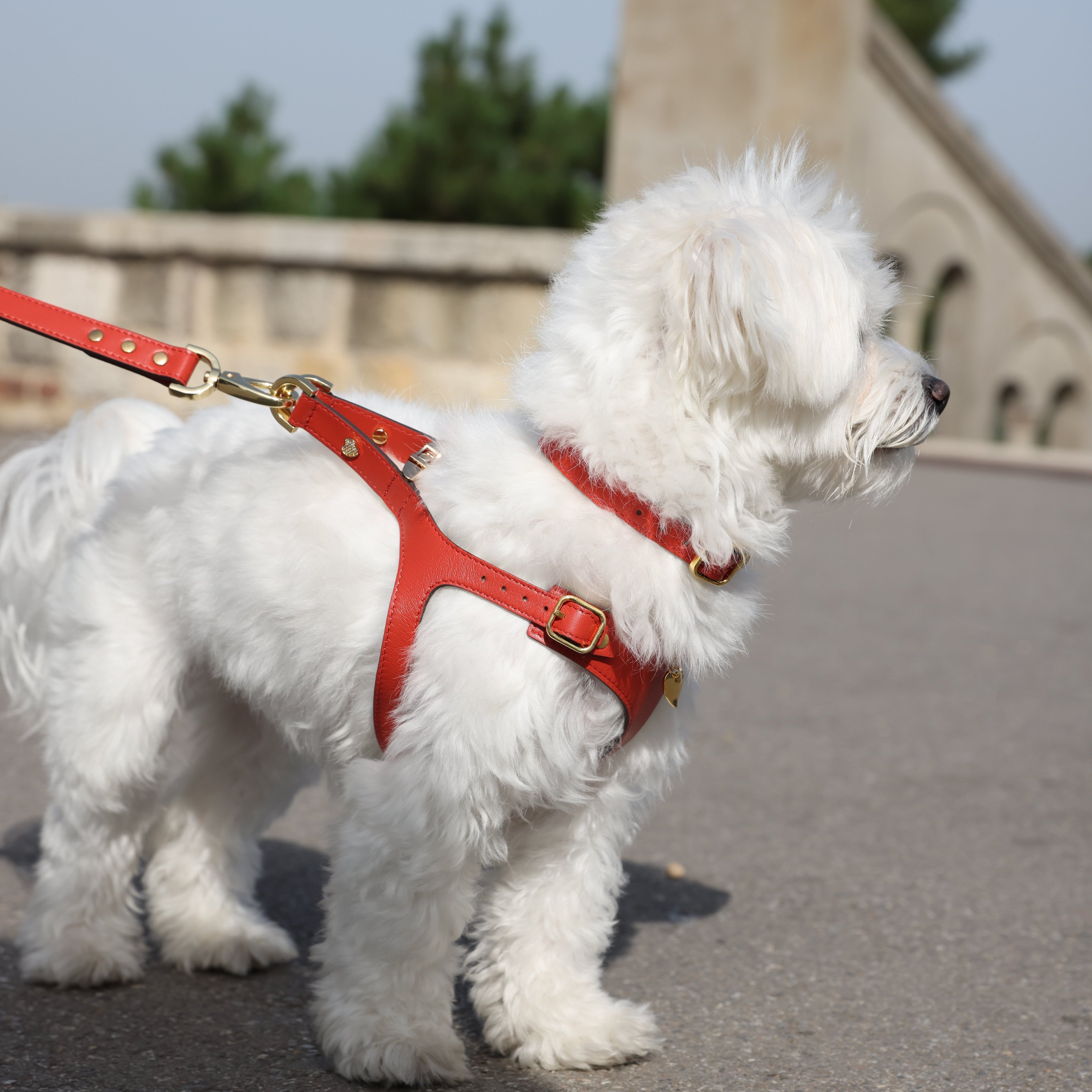 Royal Collar - Corallo